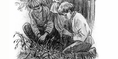 Грядки гвоздики