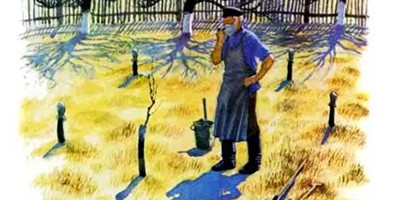 История одной яблоньки