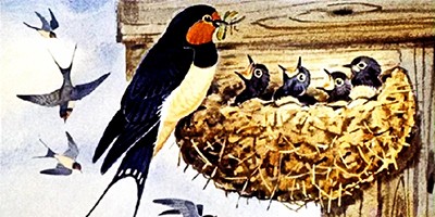 Как птицы учились строить гнёзда – китайская аудиосказка