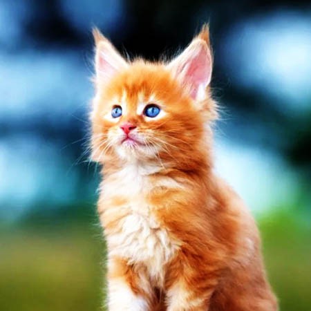 Котенок – Железновы