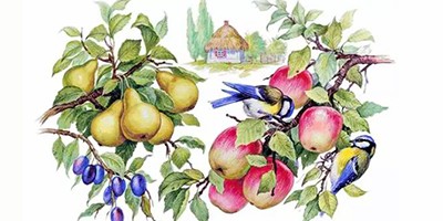 Птицы