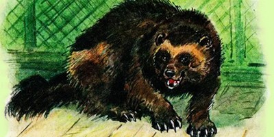 Росомаха