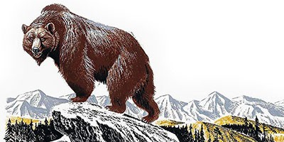Жизнь серого медведя