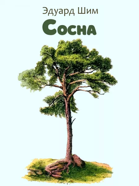 Сосна