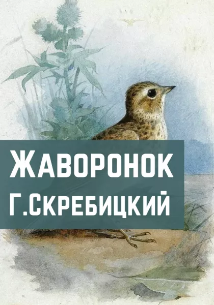 Жаворонок