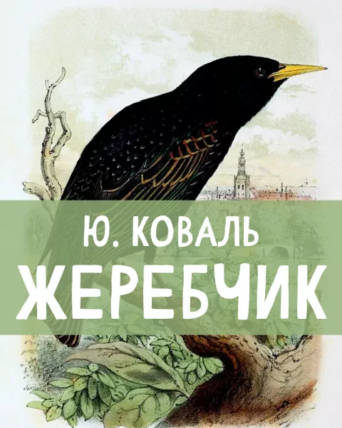Жеребчик