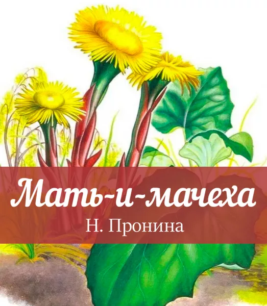 Мать-и-мачеха