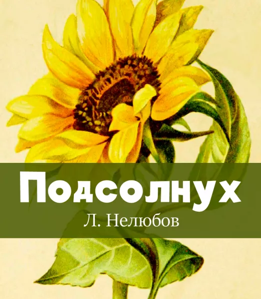 Подсолнух