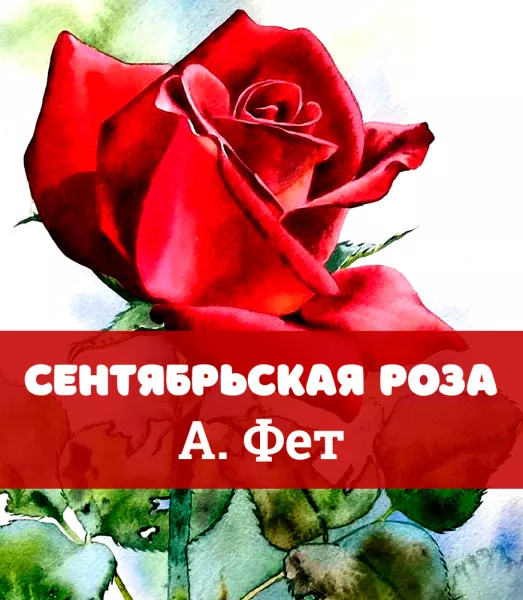 Сентябрьская роза