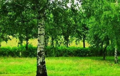 Берёза