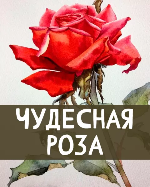 Чудесная роза