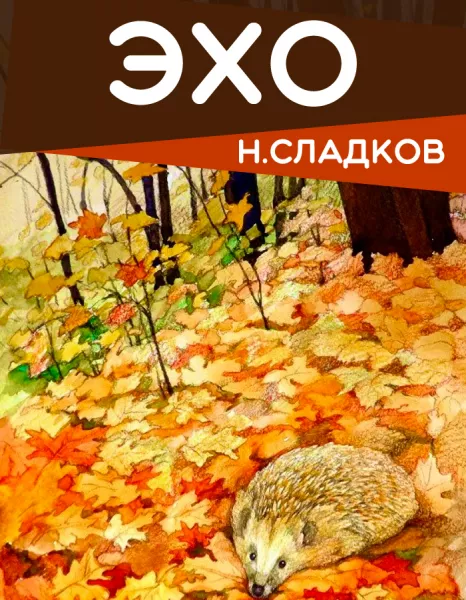 Эхо
