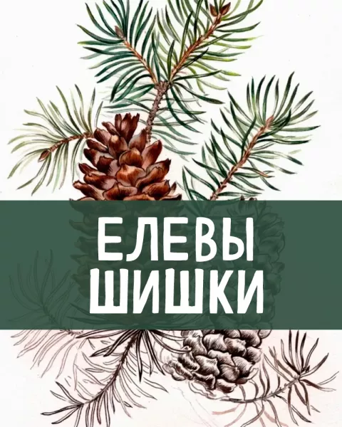 Елевы шишки