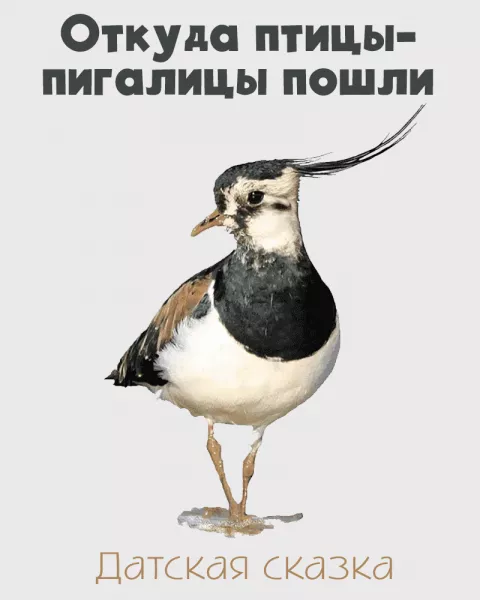 Откуда птицы-пигалицы пошли