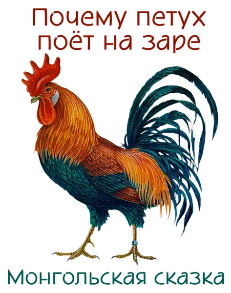 Почему петух поёт на заре