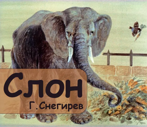 Слон