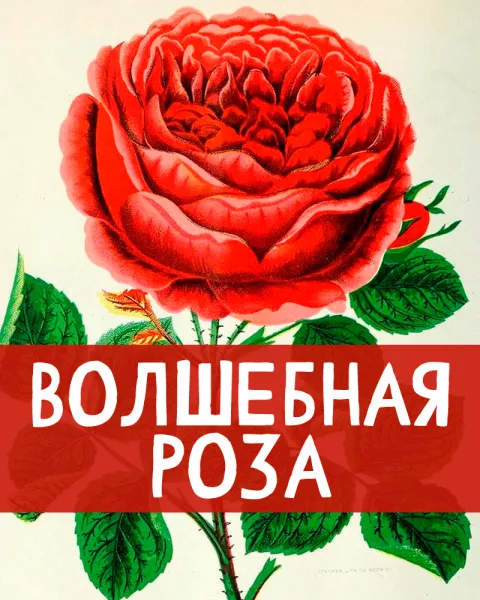 Волшебная роза